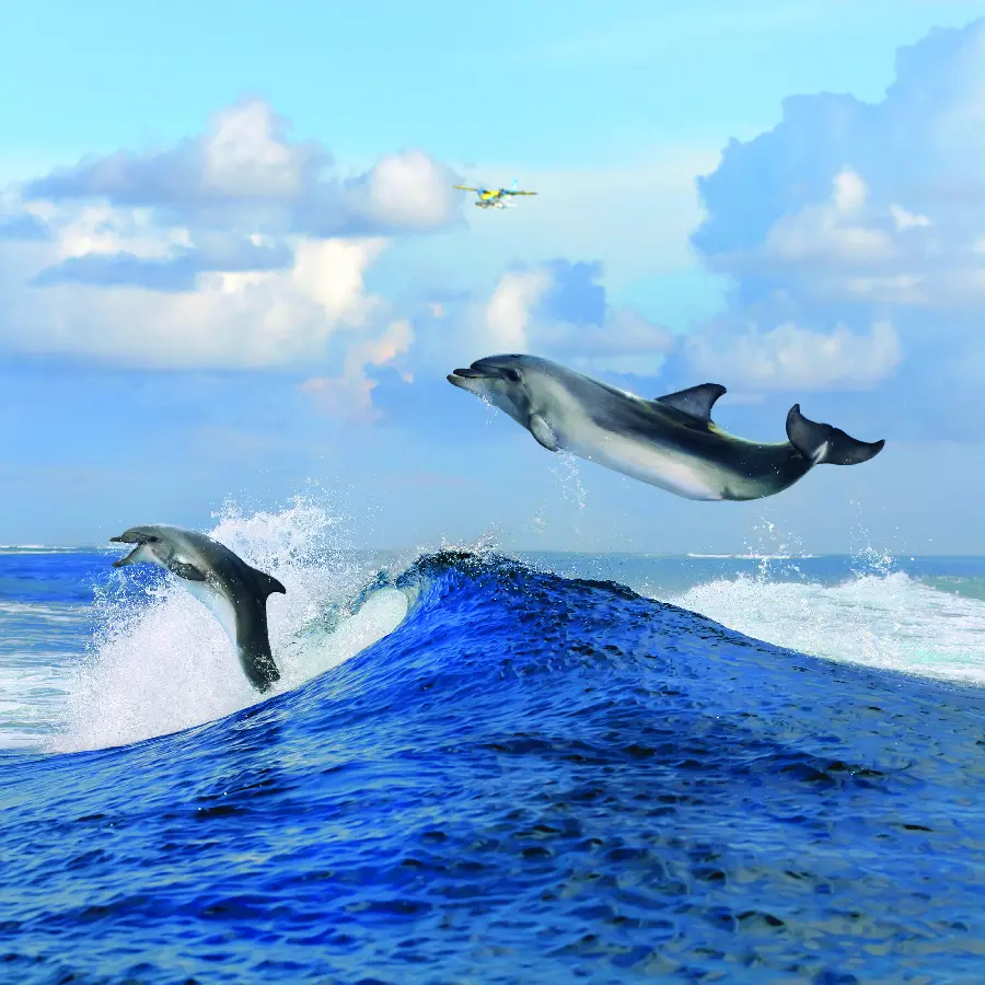 Very beautiful quality photo of two beautiful dolphins jumping out of the sea