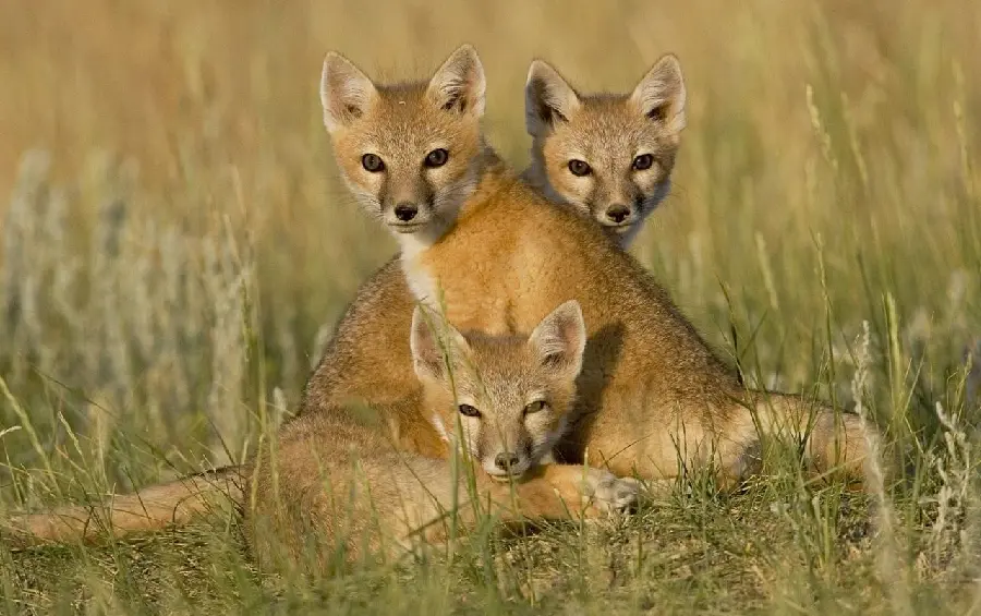 High-quality image of three beautiful fox cubs in the plain