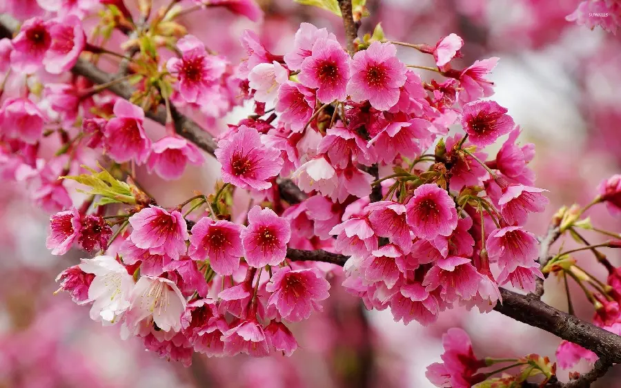 Cute Pink Spring Blossom Profile Photo