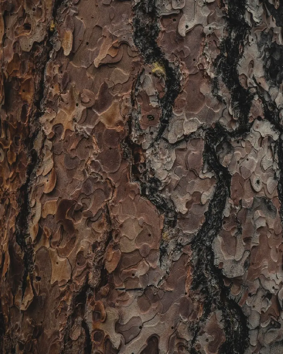 Real texture and material of petrified wooden tree trunk suitable for Sketchup