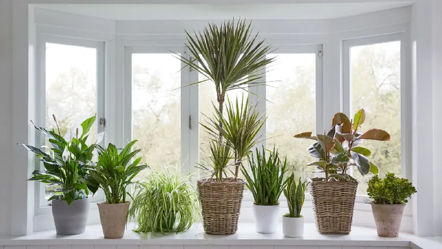 Photo of houseplant flowers