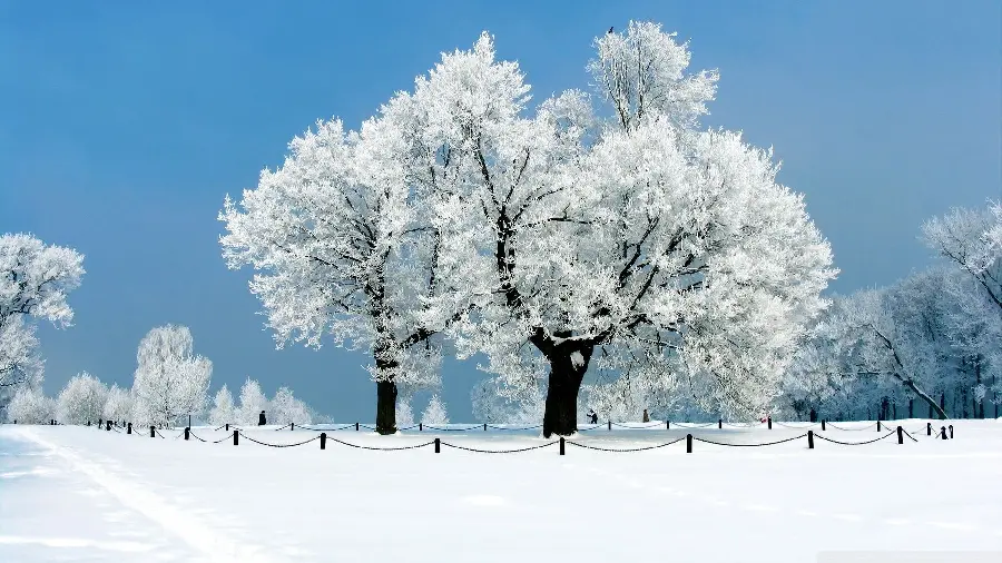 Picture of two trees covered with snow in winter