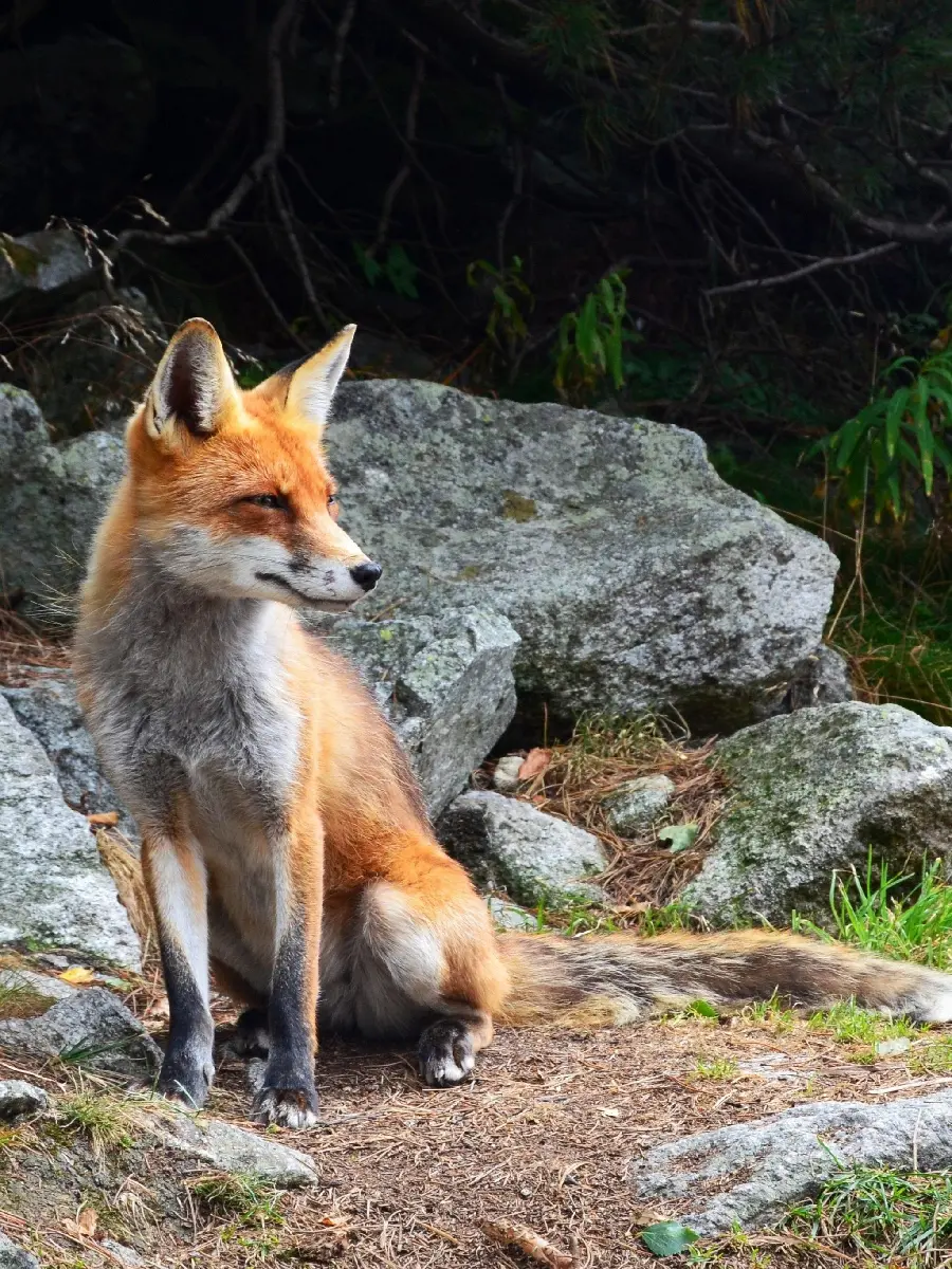 Beautiful cunning fox picture
