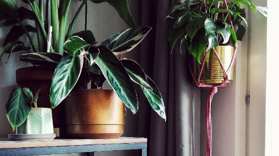 Photo of decor with houseplants