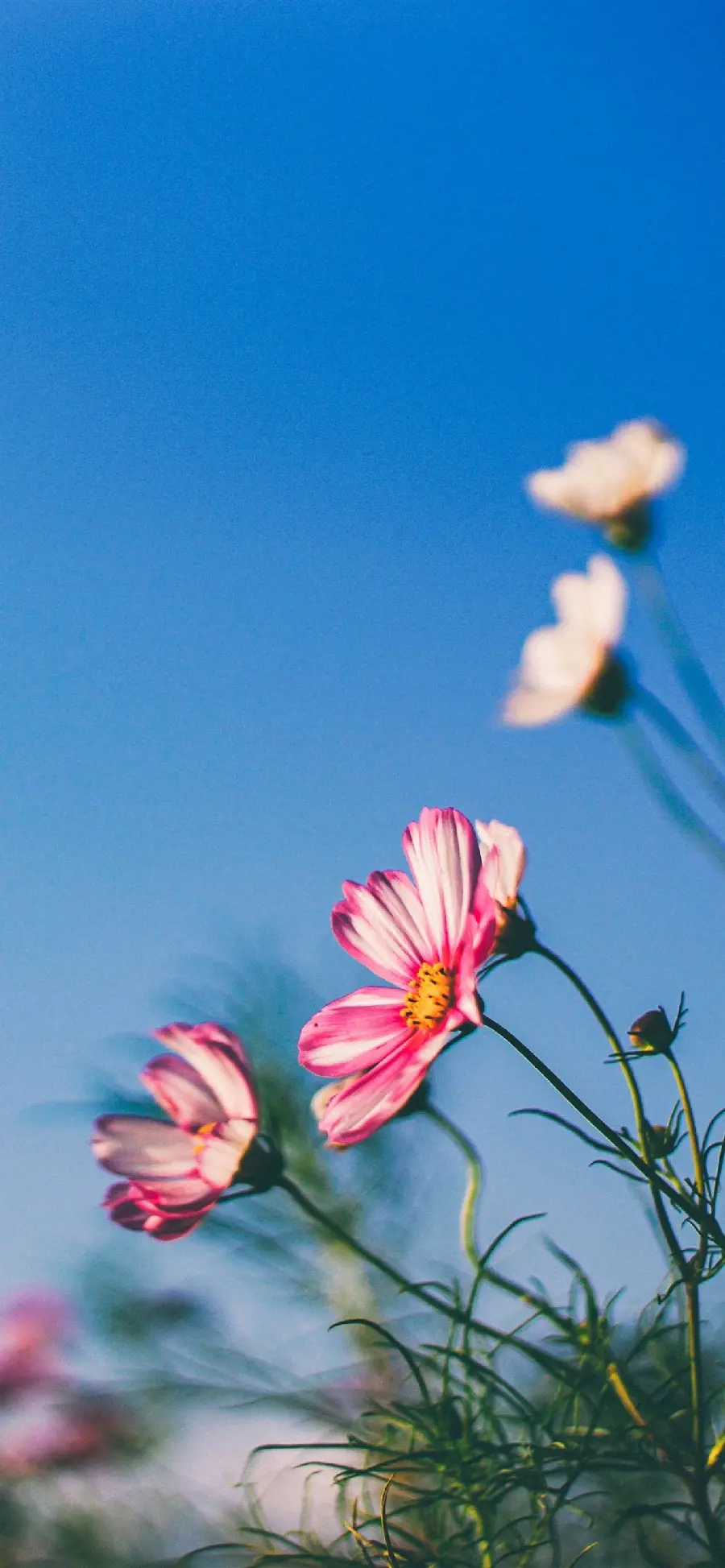 Beautiful portrait photo of spring flowers Pink 8K