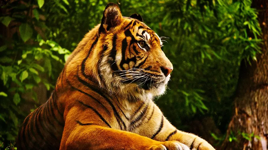 Tiger Profile Picture