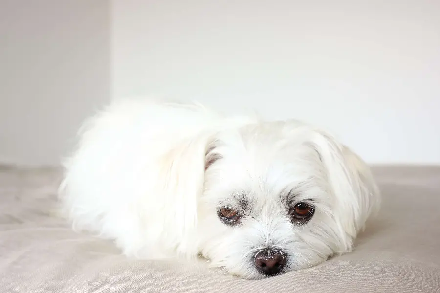 Photo of a tired white dog with a cute face for profiles
