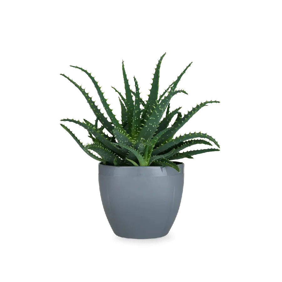 High quality photo of shade-loving houseplant PNG