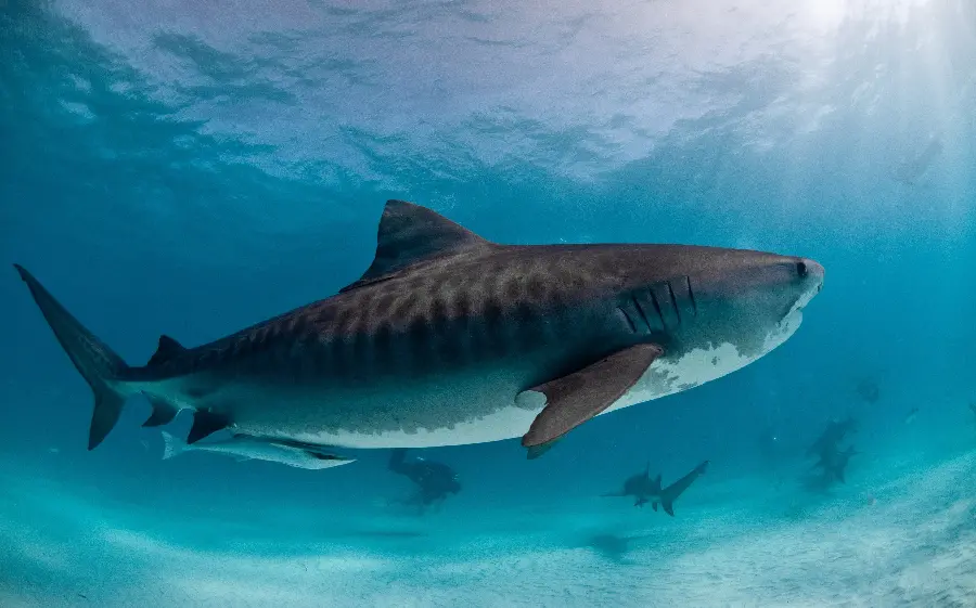 Shark photo Cool and attractive for profile and background