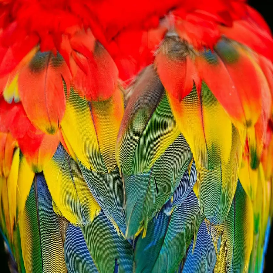 Microscopic photo of colored feathers of a macaw with excellent resolution 1401