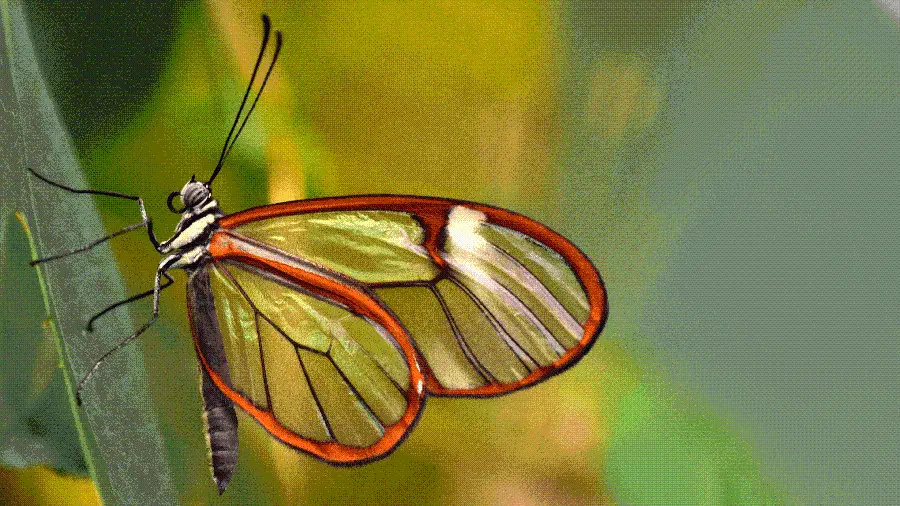 Real transparent butterfly photo close up HD quality