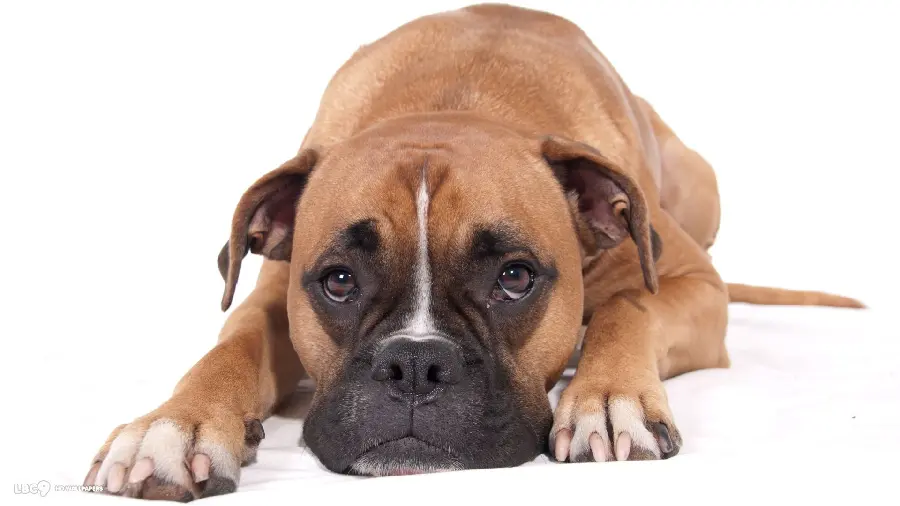 Beautiful bulldog dog wallpaper with an innocent look for a laptop