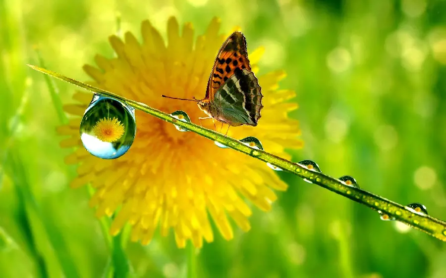 HD image of butterfly and flower and dewdrop suitable for background