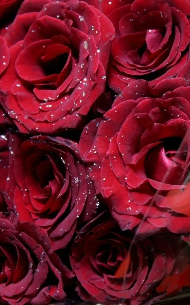 Free download of red rose wallpaper for Android