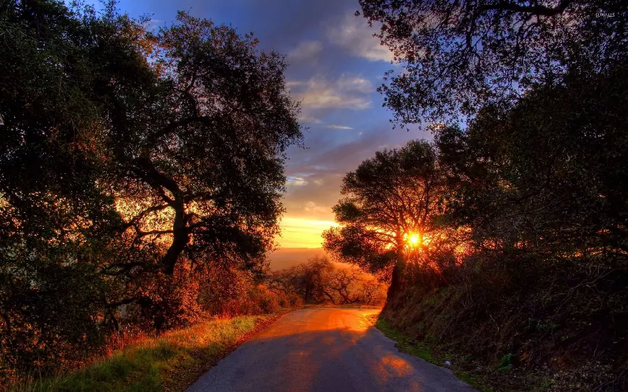 Photo of the road among the trees and the sunset