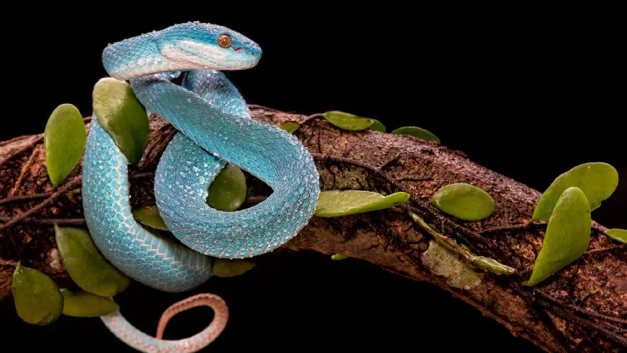 Attractive and spectacular image of a large blue-green snake on a tree branch
