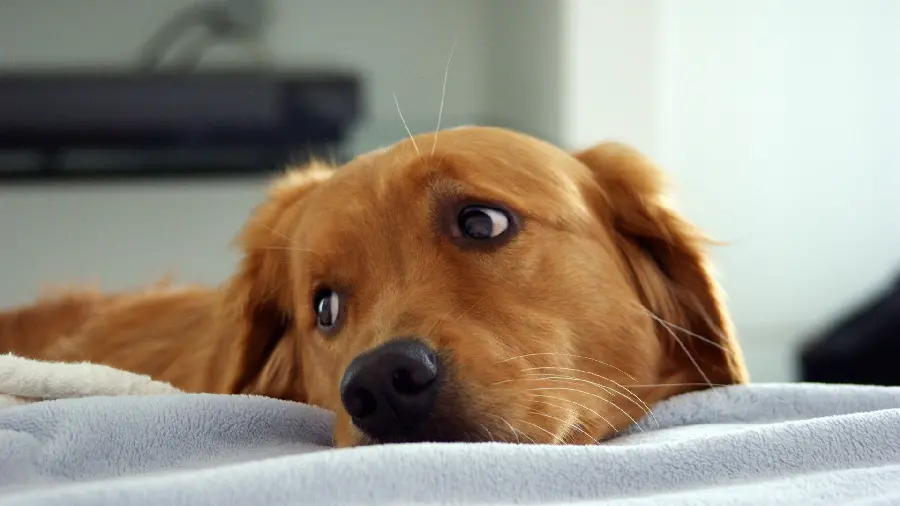 Photo of a huge brown dog The body with a funny sad face