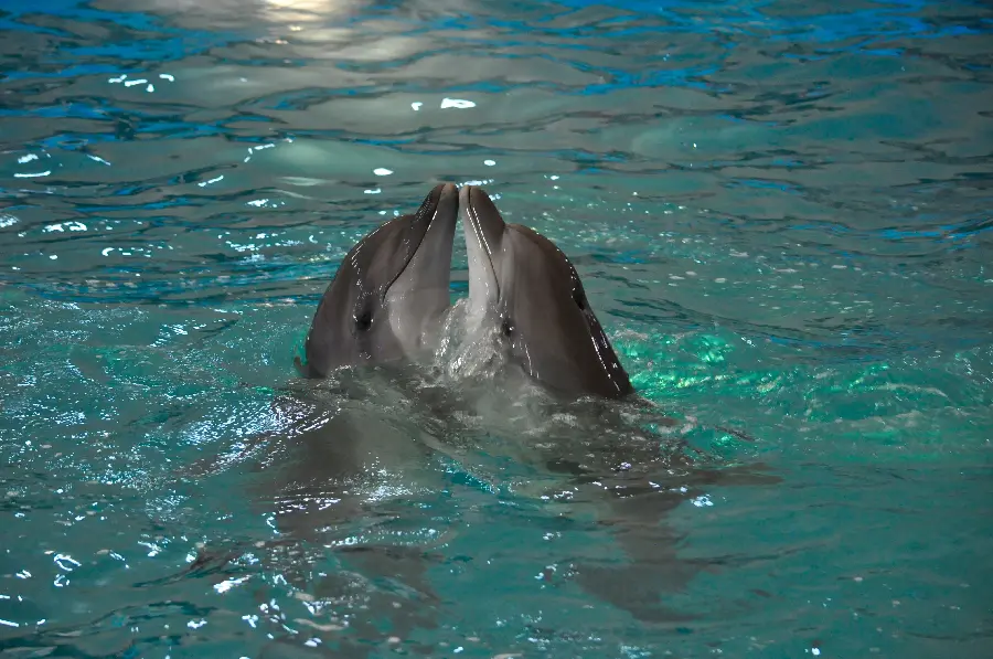 4K Dolphins Photos and Wallpapers