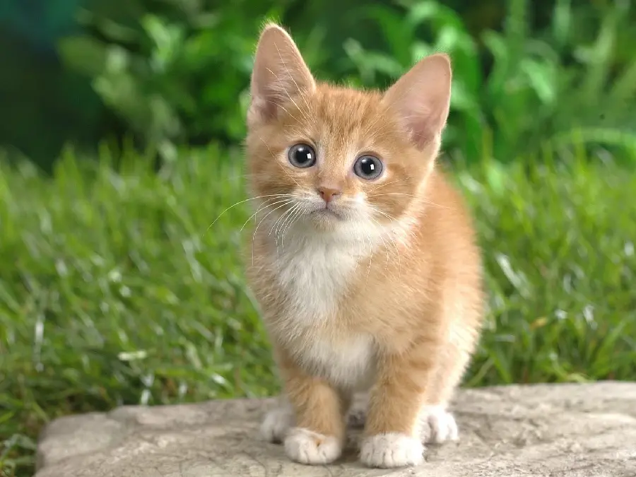 Cute profile picture of a fluffy cat in Full HD quality