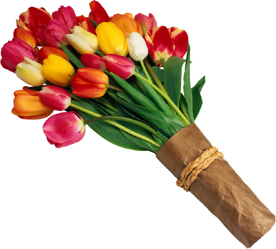 Backgroundless image of a multi-colored tulip bouquet for inshot