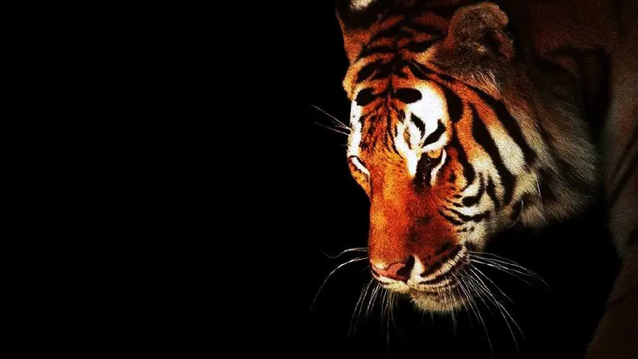 Download Tiger Photo Banner