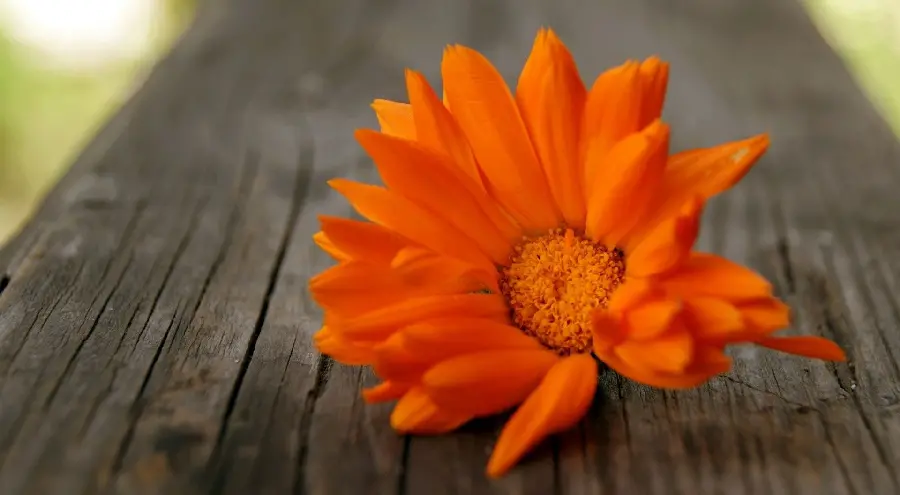 Beautiful Orange Flower Love Profile Picture for WhatsApp 
