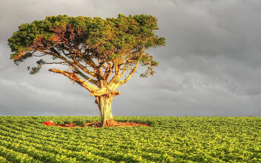Strange and spectacular green tree background for PowerPoint