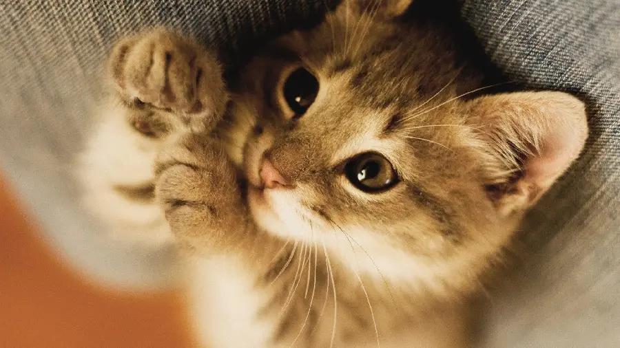 Cute and cute orange cat with big shiny eyes