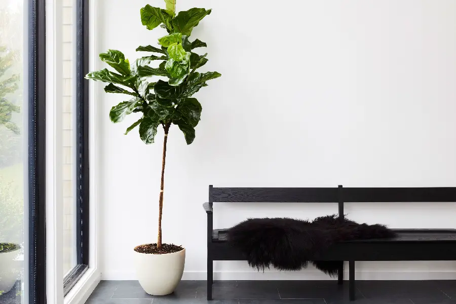 Decorative Photos with Houseplants