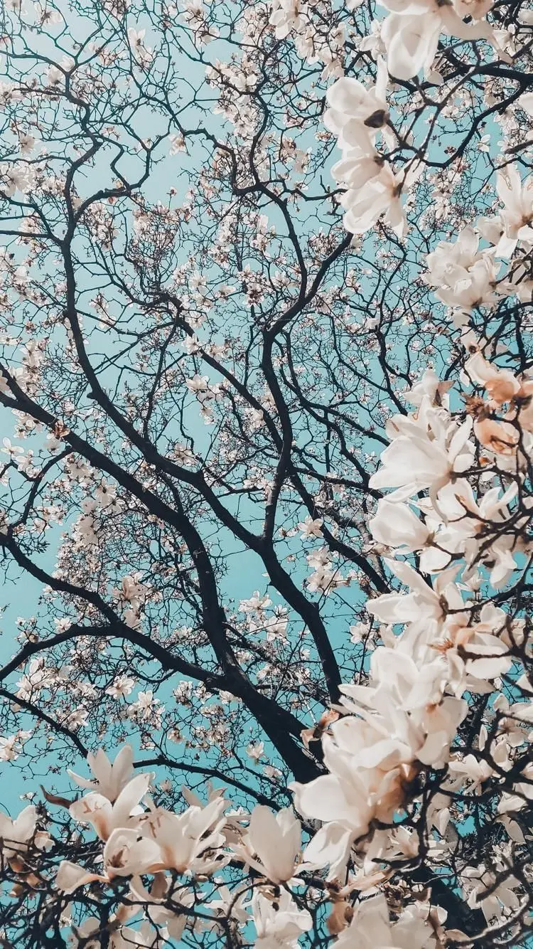 Glorious spring blossom profile for Instagram