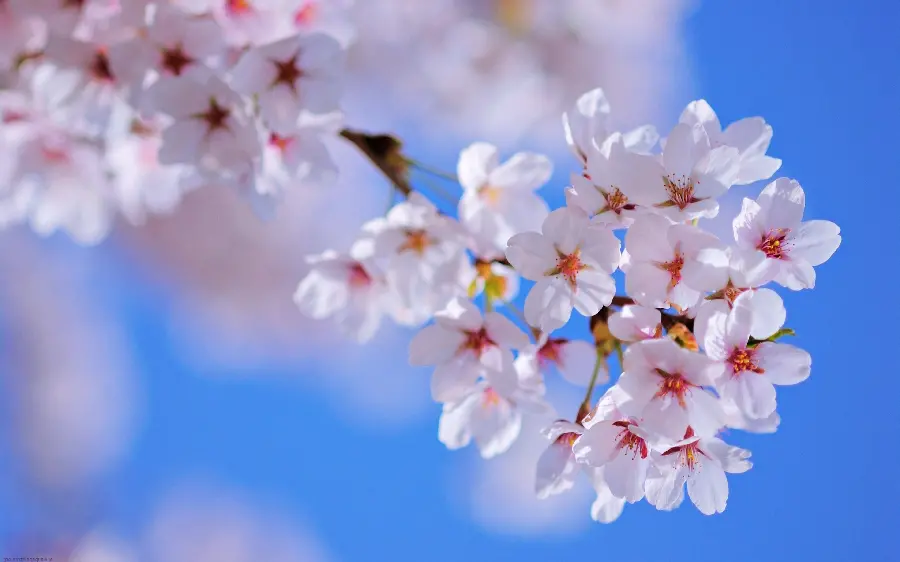 High quality spring blossom photo with blue sky