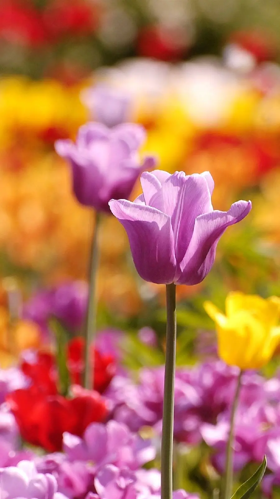 Dreamy Spring Tulips Photo for Instagram Story