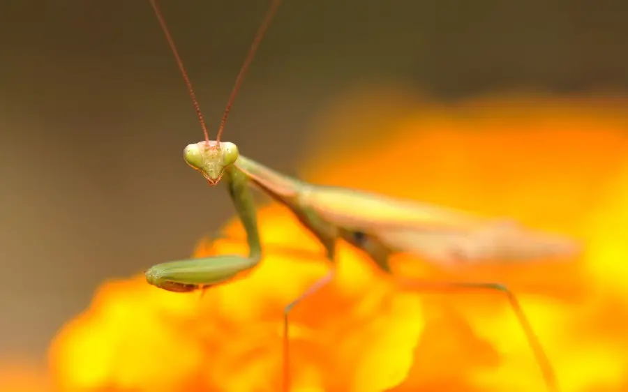 Latest Beautiful Praying Mantis Wallpaper for Laptop
