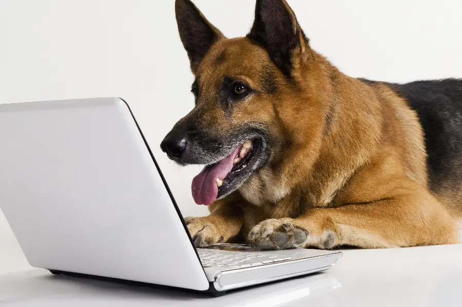 Photo of a German Shepherd Dog