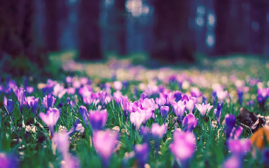 Spring Flowers Theme Wallpaper HD