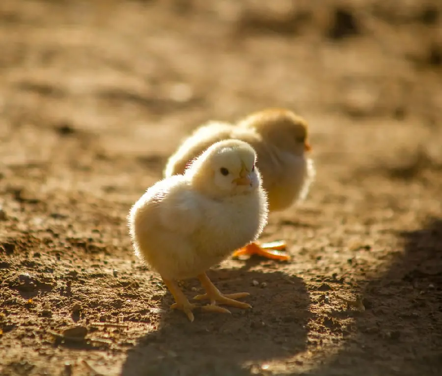 The cutest yellow chick wallpaper for laptop 1401