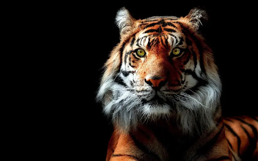 Tiger Photo for Story