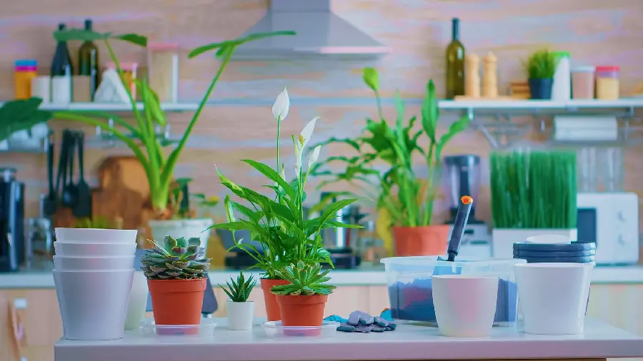 Photo of houseplant decoration
