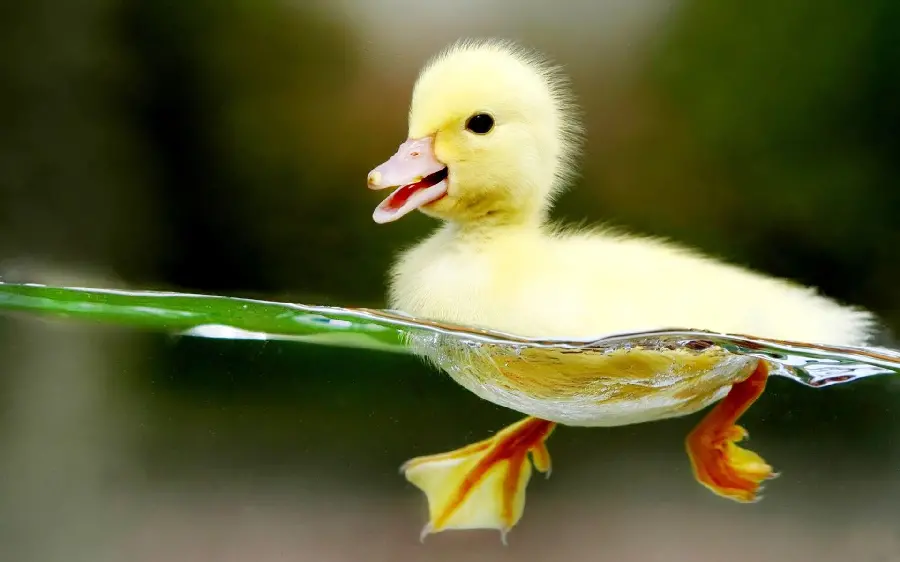Cute Yellow Duck Picture on Water for Spring Profile