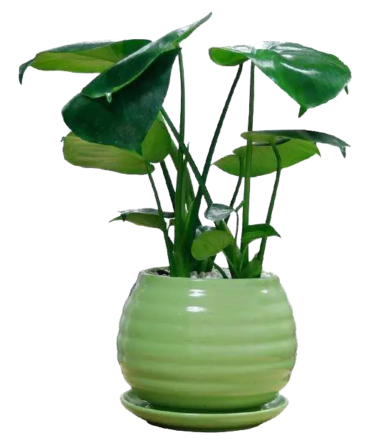Photo of houseplant Alocasia PNG