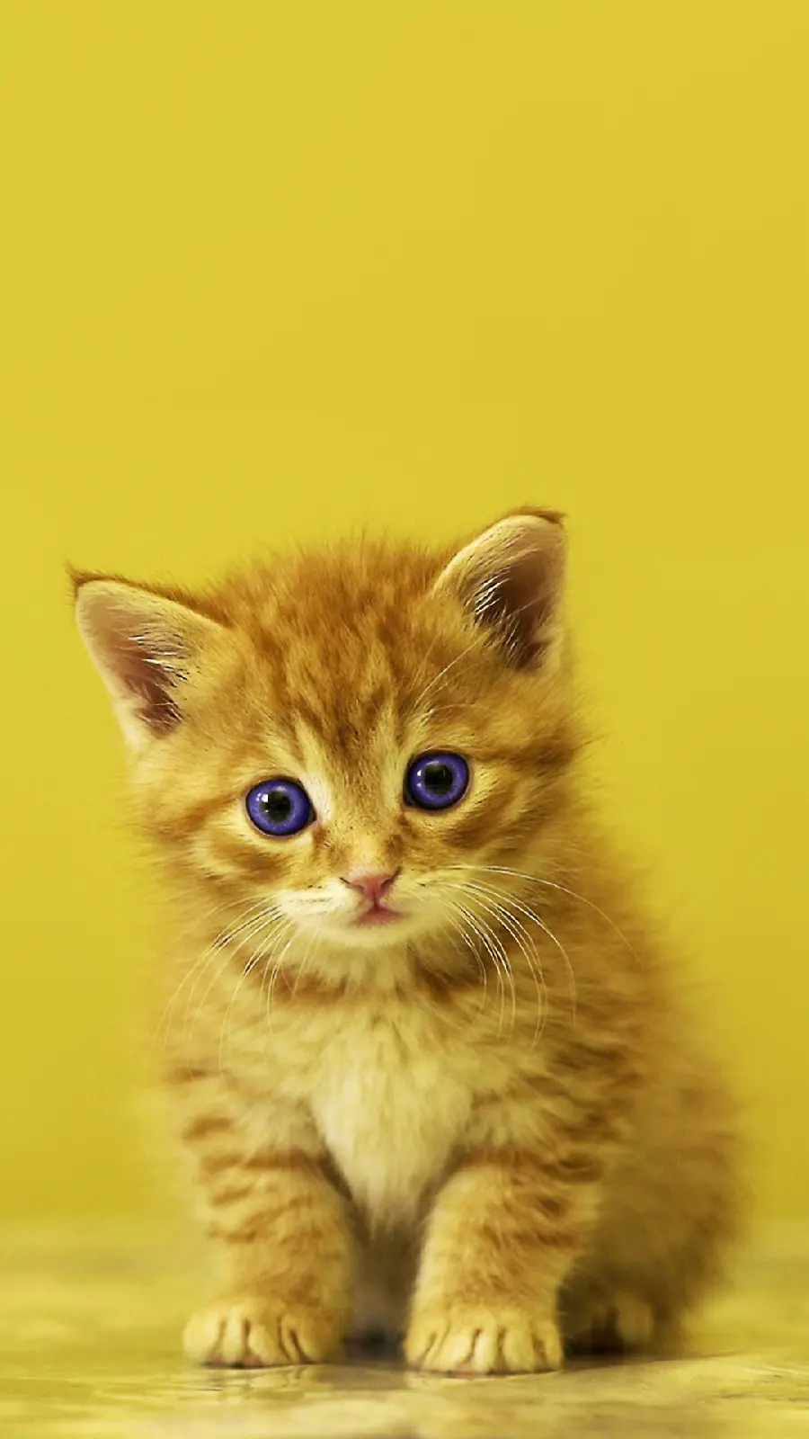 Cute and Melosy Kitten Background for iPhone 15