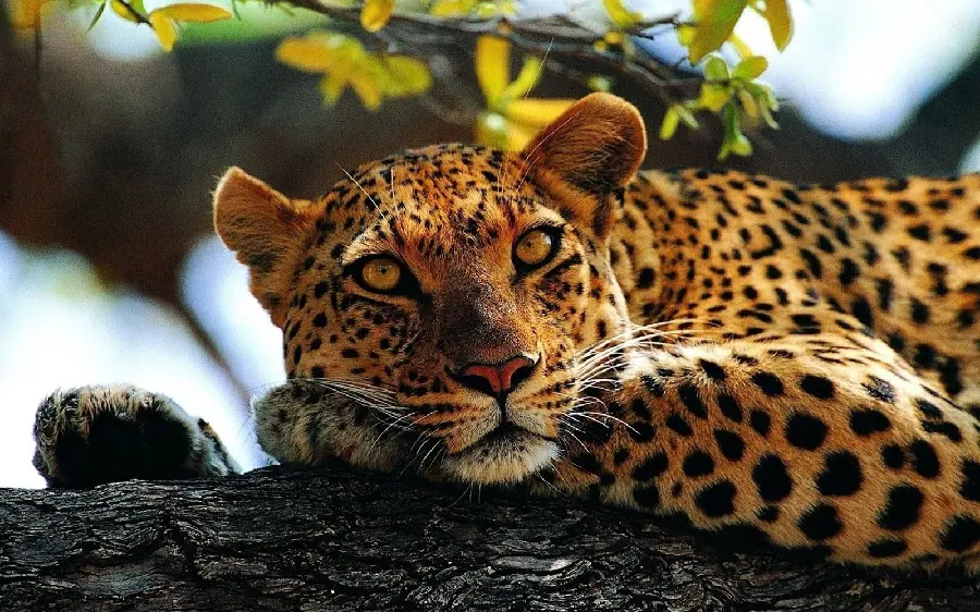 Cute cheetah wallpaper hd quality