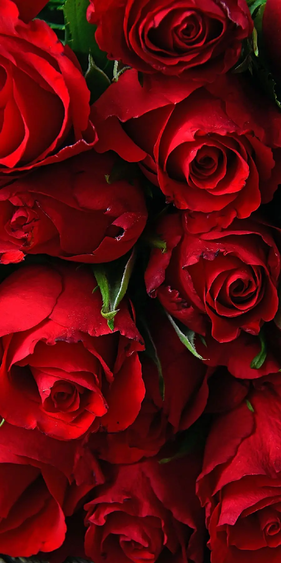 Red Rose Background for Mobile Phone with Love Symbol