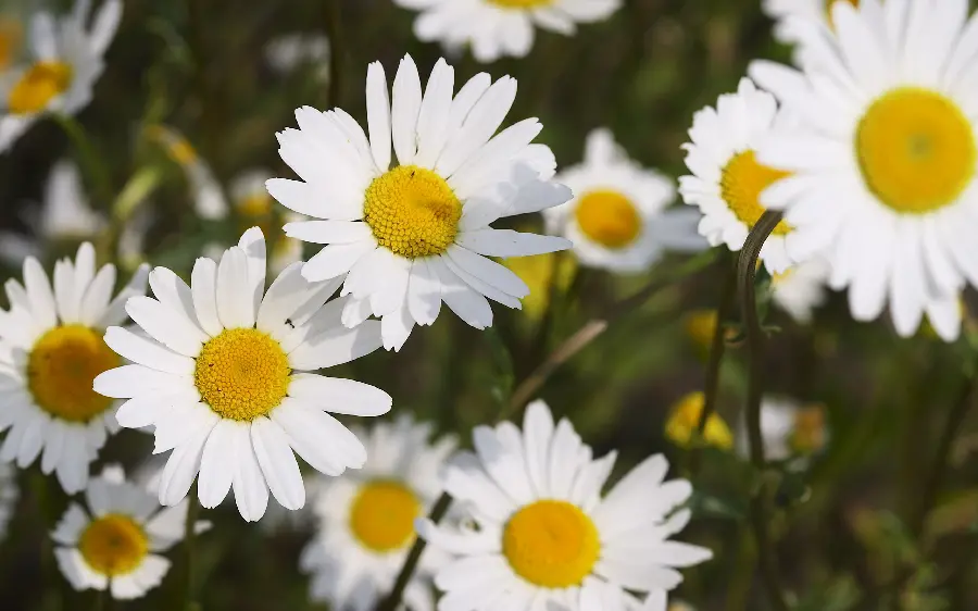 Download chamomile stock image and high quality photo of chamomile field