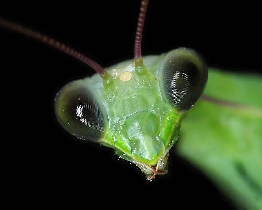 High Resolution Detailed Image of Mantis Insect Head