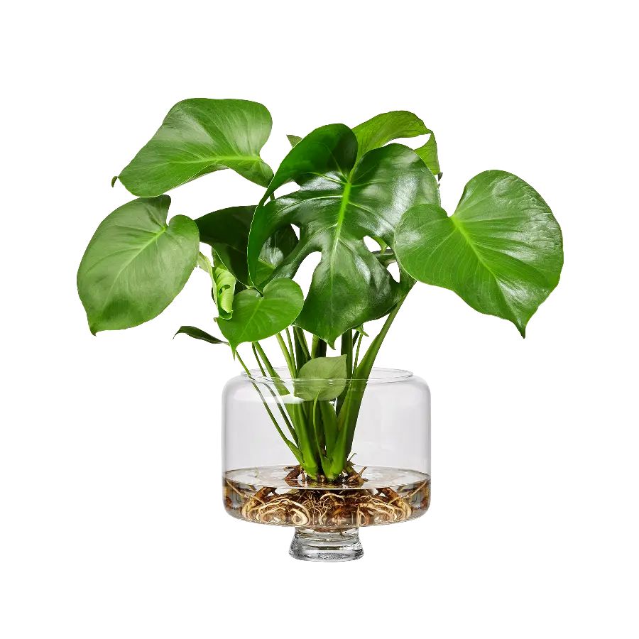 Shade-loving and resistant houseplants with a stylish glass vase