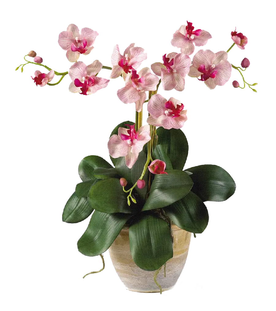 High quality pink orchid houseplant photo without background