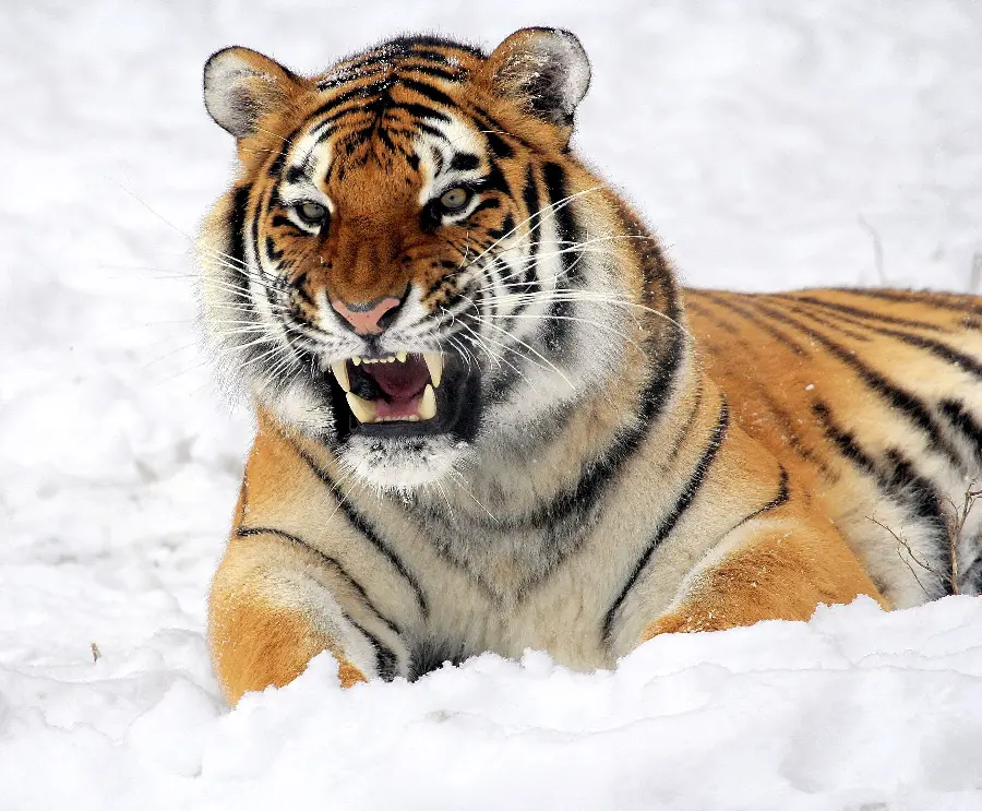Sabertooth Tiger Photo