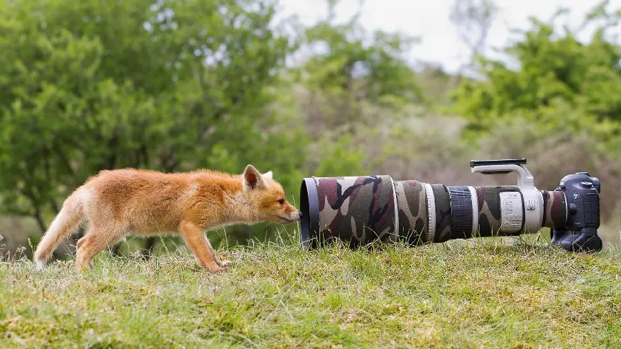 Very cute photo of a baby fox discovering a camera