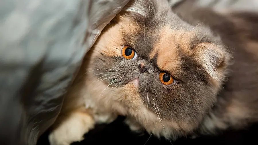 Cute and bright picture of a brown Persian cat